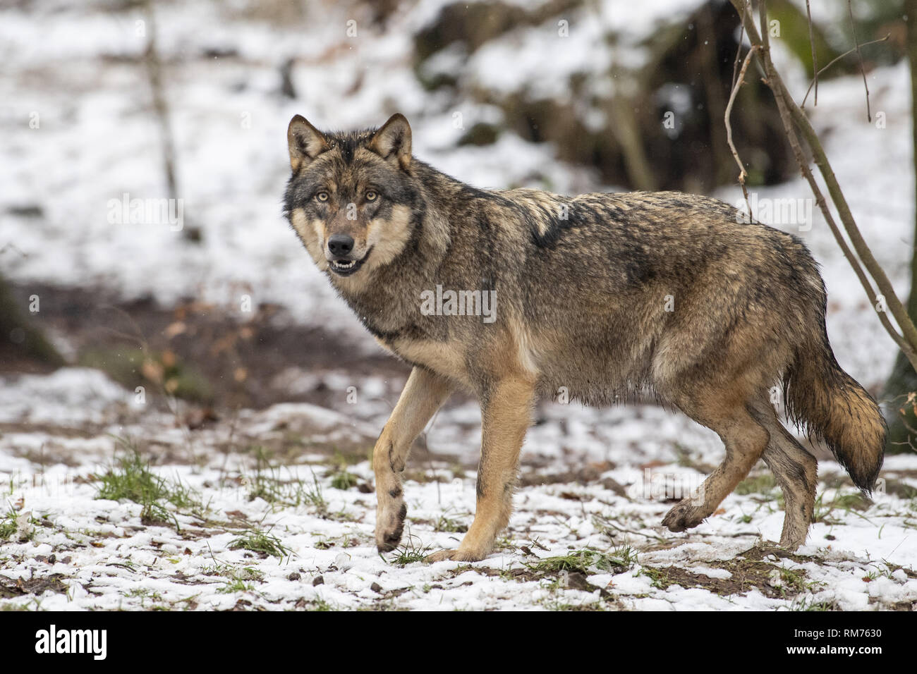 Wolf (Canis lupus) im Winter Wald, Neuhaus, Niedersachsen, Deutschland Stockfoto