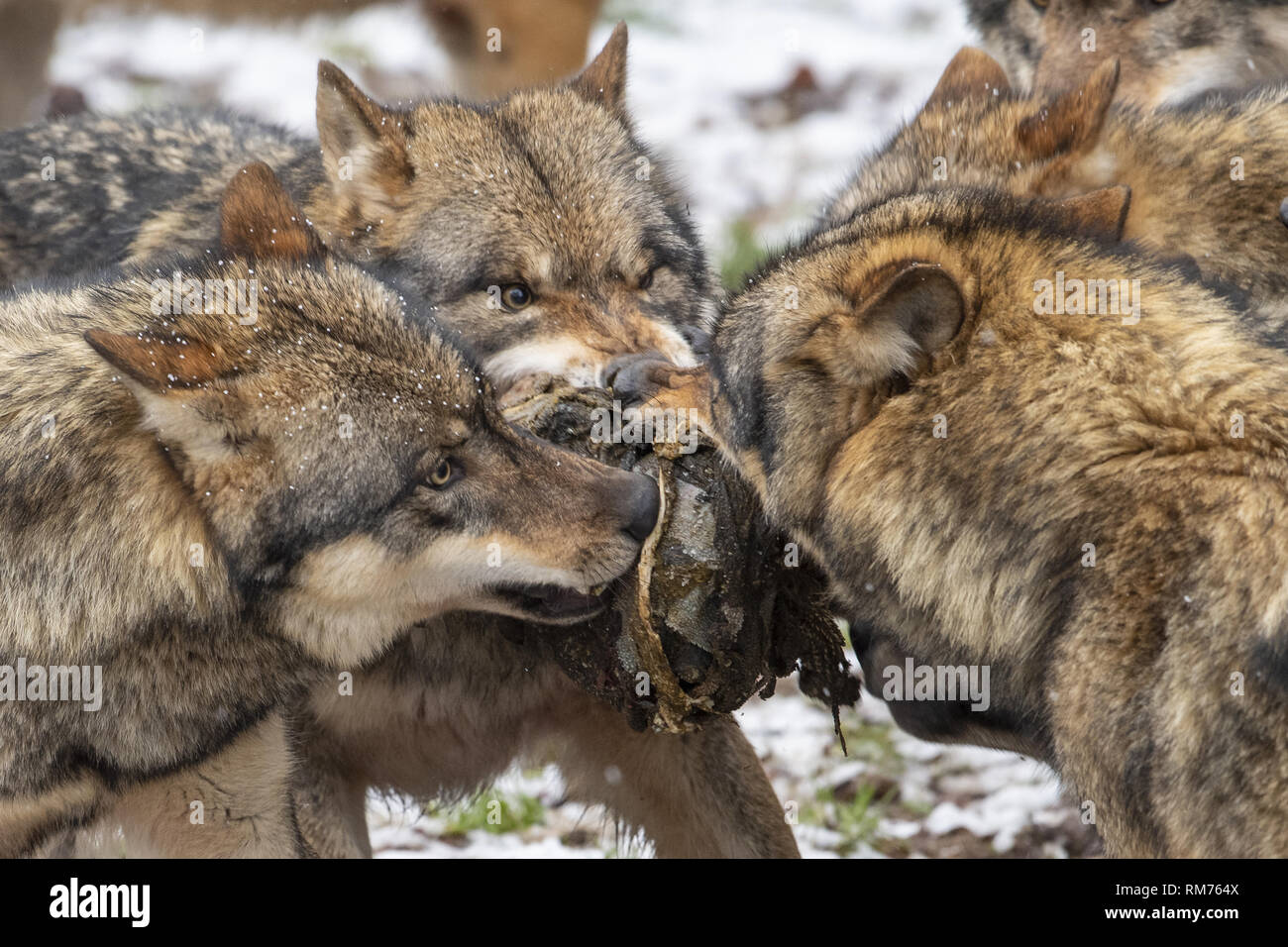 Rudel Wölfe (Canis lupus) mit Beute im Winter Wald, Neuhaus, Niedersachsen, Deutschland Stockfoto