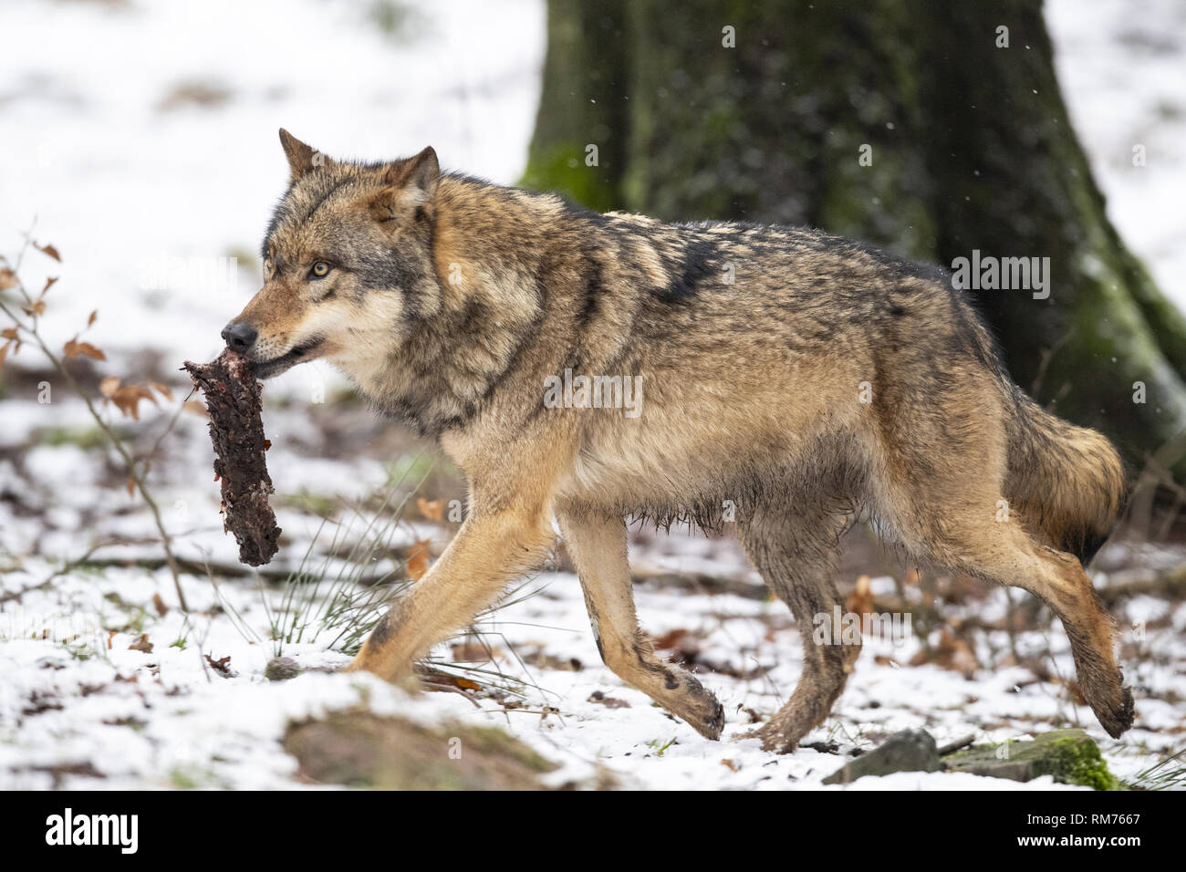 Wolf (Canis lupus) mit Beute, im Winter, Neuhaus, Niedersachsen, Deutschland Stockfoto