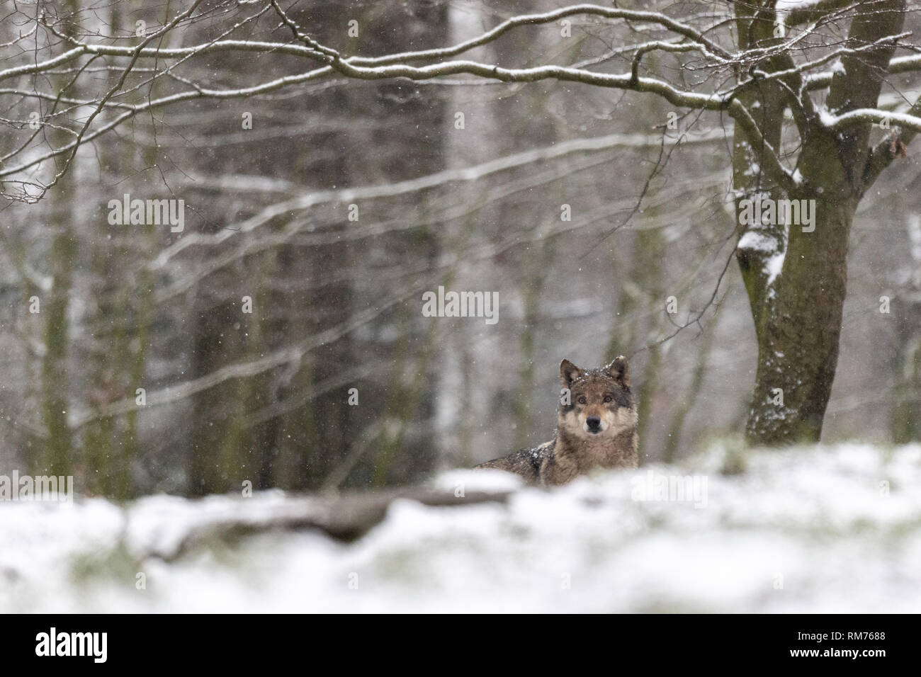 Wolf (Canis lupus) im Winter Wald, Neuhaus, Niedersachsen, Deutschland Stockfoto