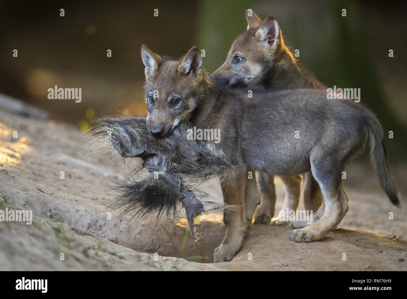 Zwei wolf Pup (Canis lupus) spielen im Sommer, Neuhaus, Niedersachsen, Deutschland Stockfoto