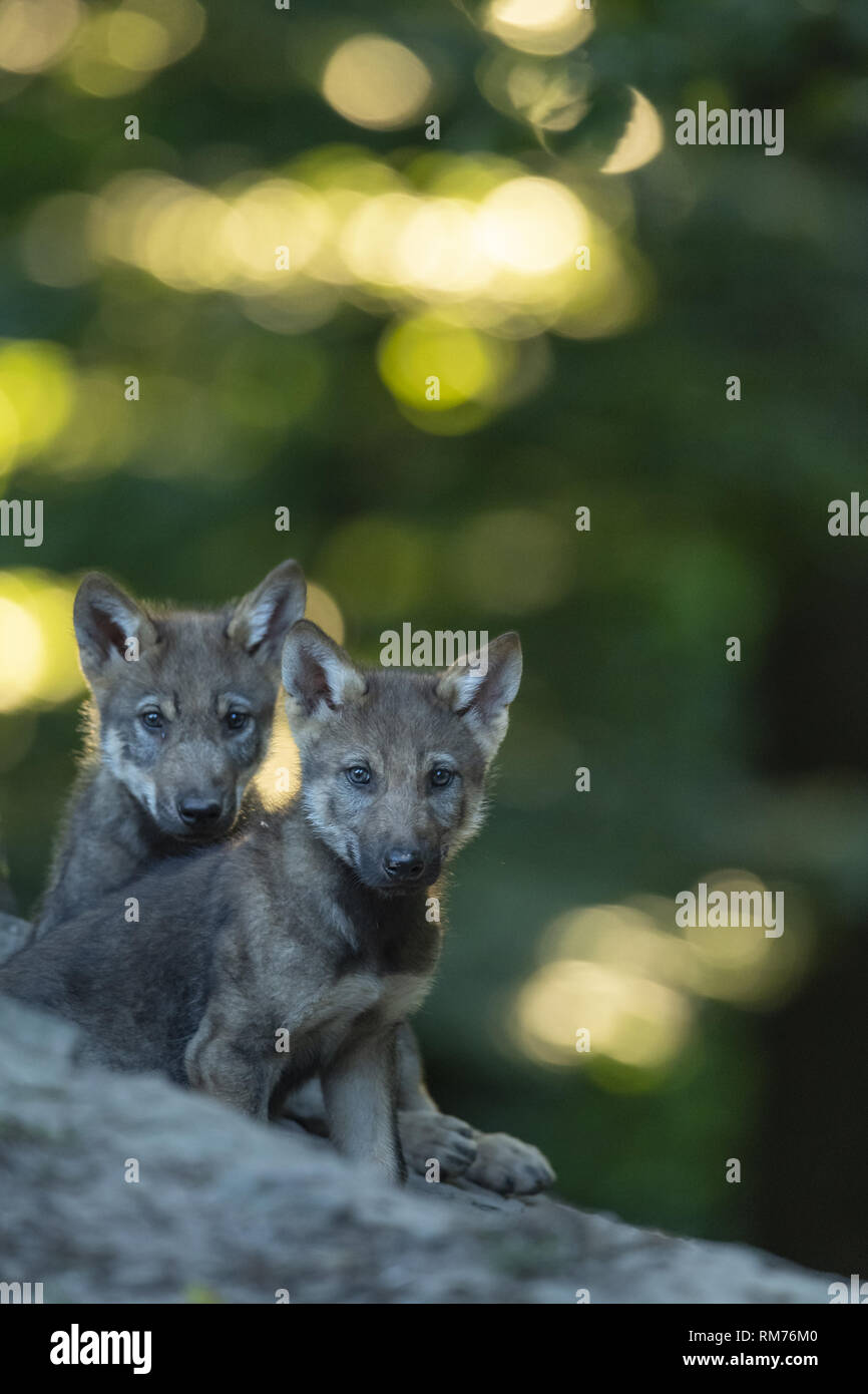 Zwei wolf Pup (Canis lupus) im Sommer, Neuhaus, Niedersachsen, Deutschland Stockfoto