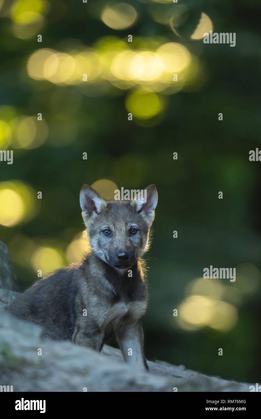 Wolf pup (Canis lupus) im Sommer, Neuhaus, Niedersachsen, Deutschland Stockfoto