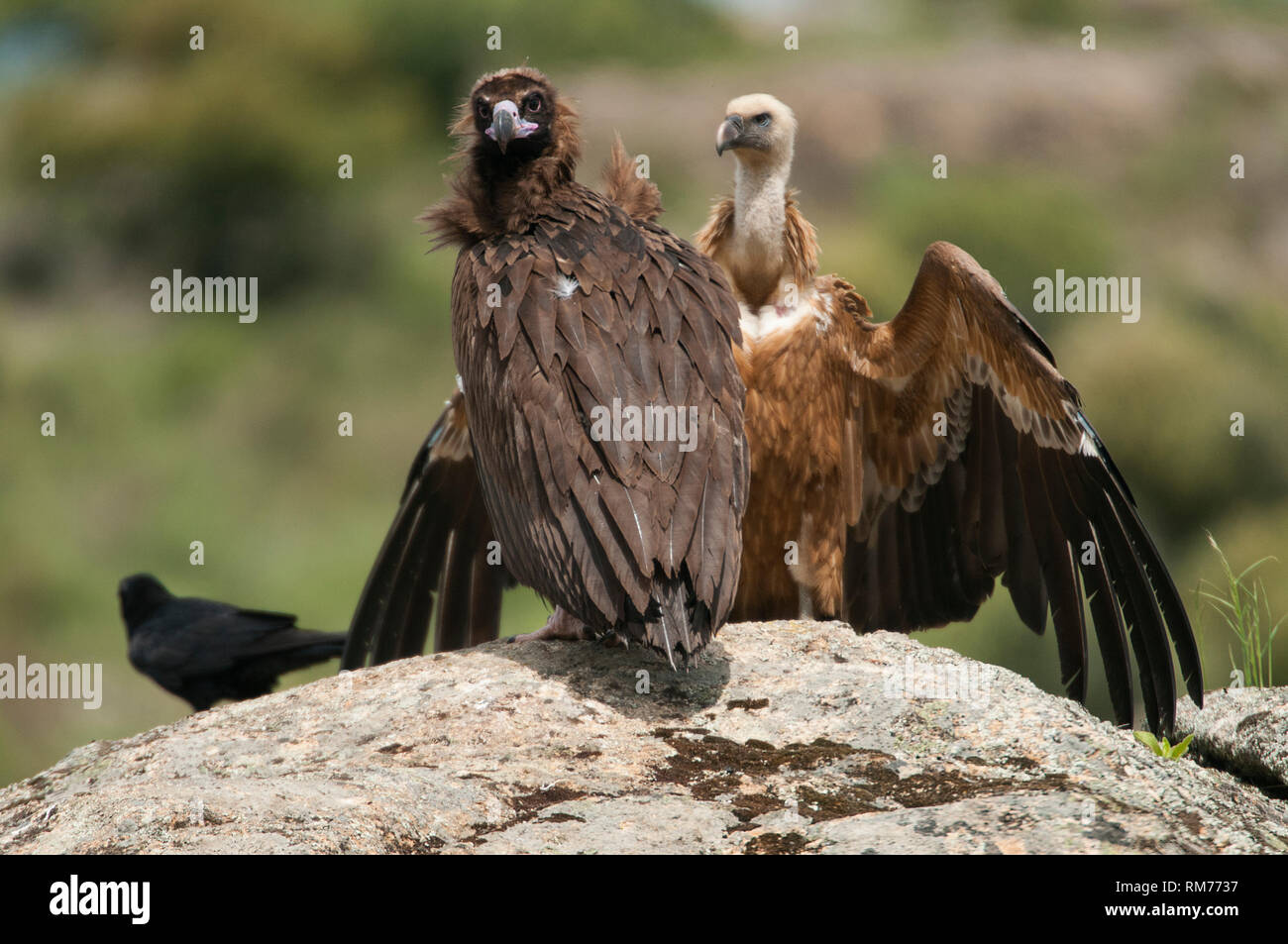 Cinereous Geier, Aegypius monachus und Gänsegeier, Tylose in fulvus, Kolkrabe, Corvus Corax, stehend auf einem Felsen Stockfoto