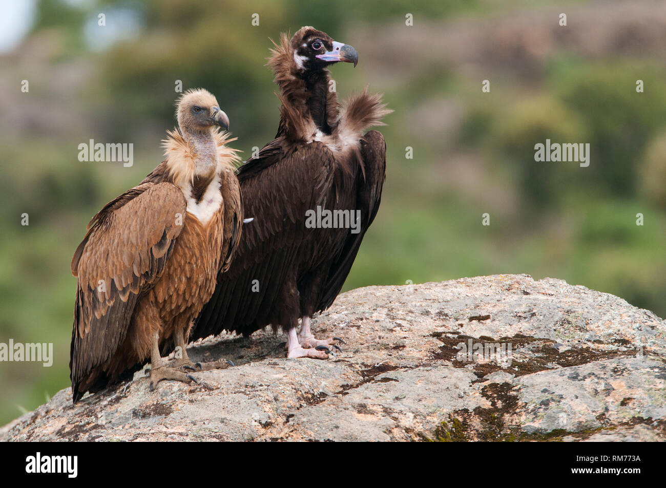 Cinereous Geier, Aegypius monachus und Gänsegeier, Tylose in fulvus, stehend auf einem Felsen Stockfoto