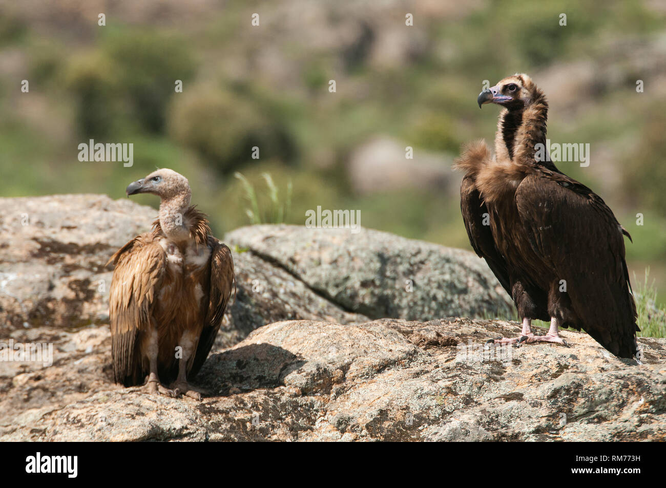 Cinereous Geier, Aegypius monachus und Gänsegeier, Tylose in fulvus, stehend auf einem Felsen Stockfoto