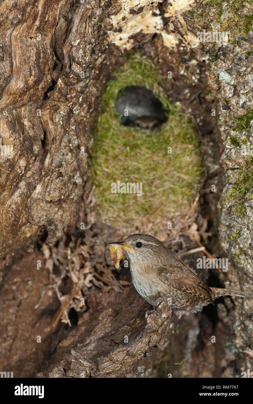 Haus Wren, Troglodytes troglodytes, am Eingang von seinem Nest Stockfoto