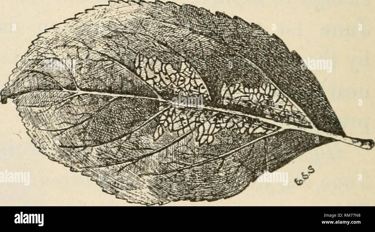 . Jahresbericht des landwirtschaftlichen Experiment Station. Der Cornell University. Landwirtschaftliche Experiment Station; Landwirtschaft - New York (State). Sie sind CD-wie, sehr abgeflacht, meist oval, ein Paar sind kreisförmig, und ^ messen 0,8 mm. von 0,7 mm. Ein Flachbild Outer Rim,2 mm Breit hält sich eng an das Blatt, so dass eine zentrale leicht erhöhten abgerundete Scheibe, in denen die Larven develoj ^s. Über neun Tage nach der Eier sind die Entwicklung von grünlich Caterpillar Bild gelegt. 37.- Ei von Bud Motte 1. ?, -? •. Ich. ^: &gt; ich zeigt die Entwicklung in der zentralen Teil zusammengerollt liegen können. Stockfoto