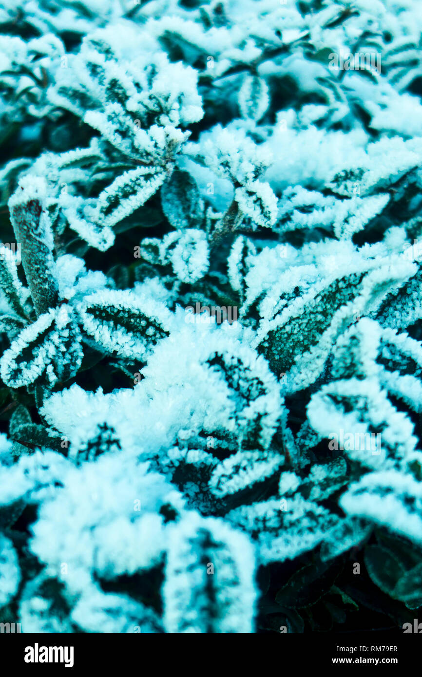 Nahaufnahme Hintergrund der Blätter mit Frost über es Stockfoto