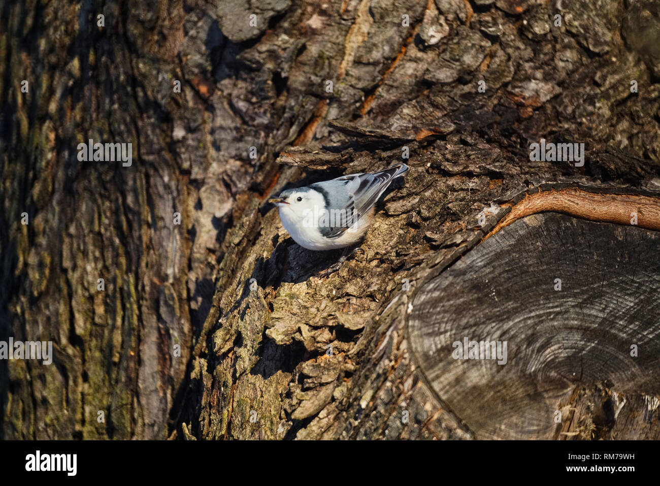 Montreal, Kanada, 10. Februar, 2019. White-breasted Kleiber im Winter. Credit: Mario Beauregard/Alamy leben Nachrichten Stockfoto