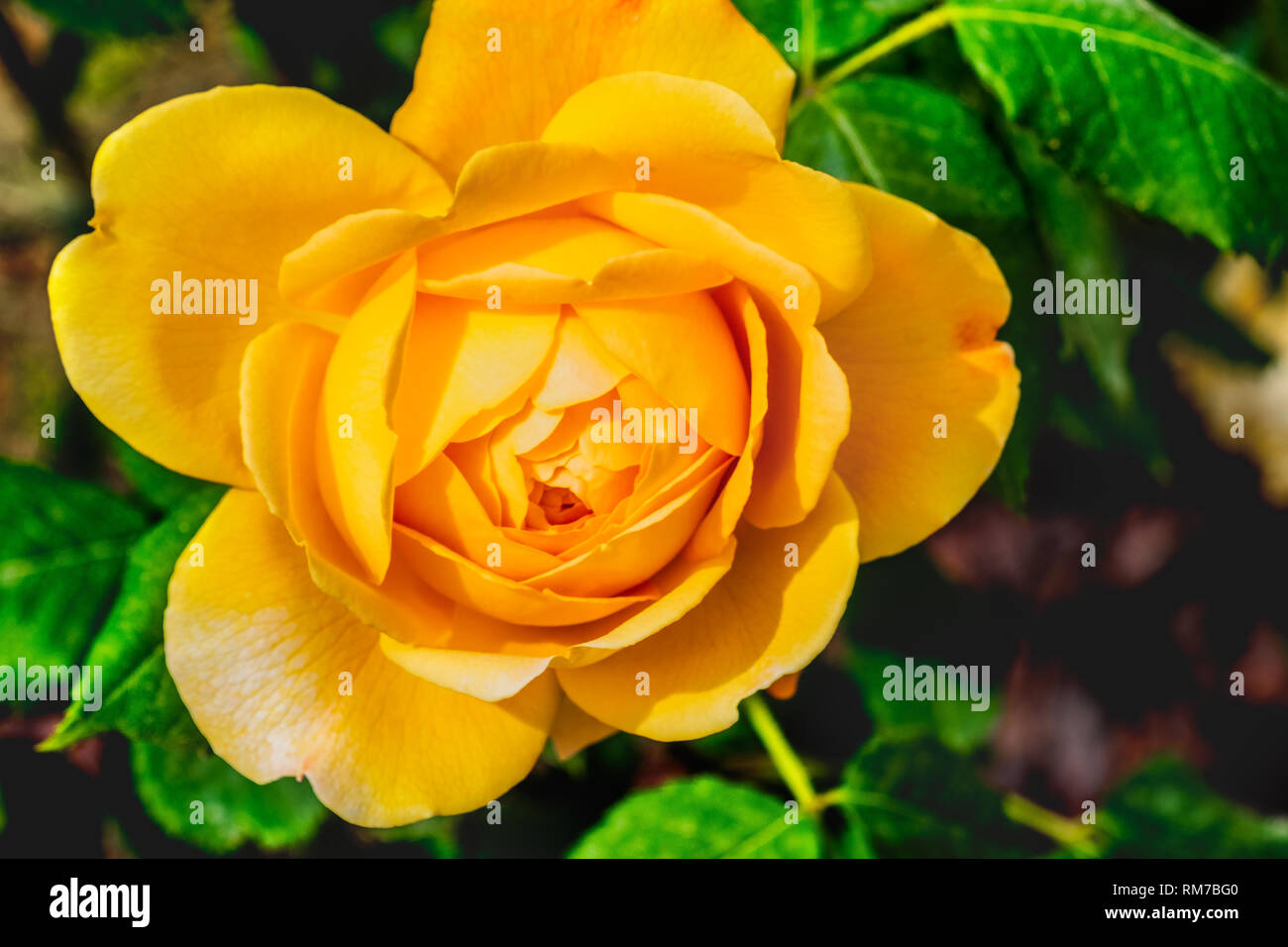 Golden Celebration Rose gelbe Blume Hintergrund Stockfoto