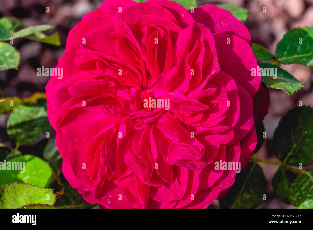 St. Cecilia rose lila rosa Blume Hintergrund Stockfoto