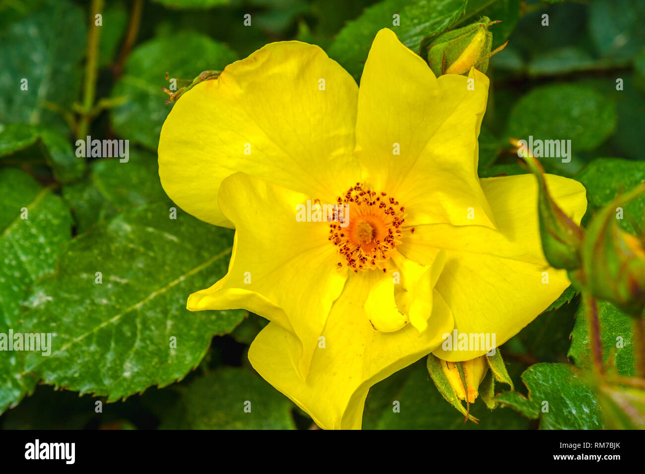 Golden Wings rose Gelbe Blume Hintergrund Stockfoto