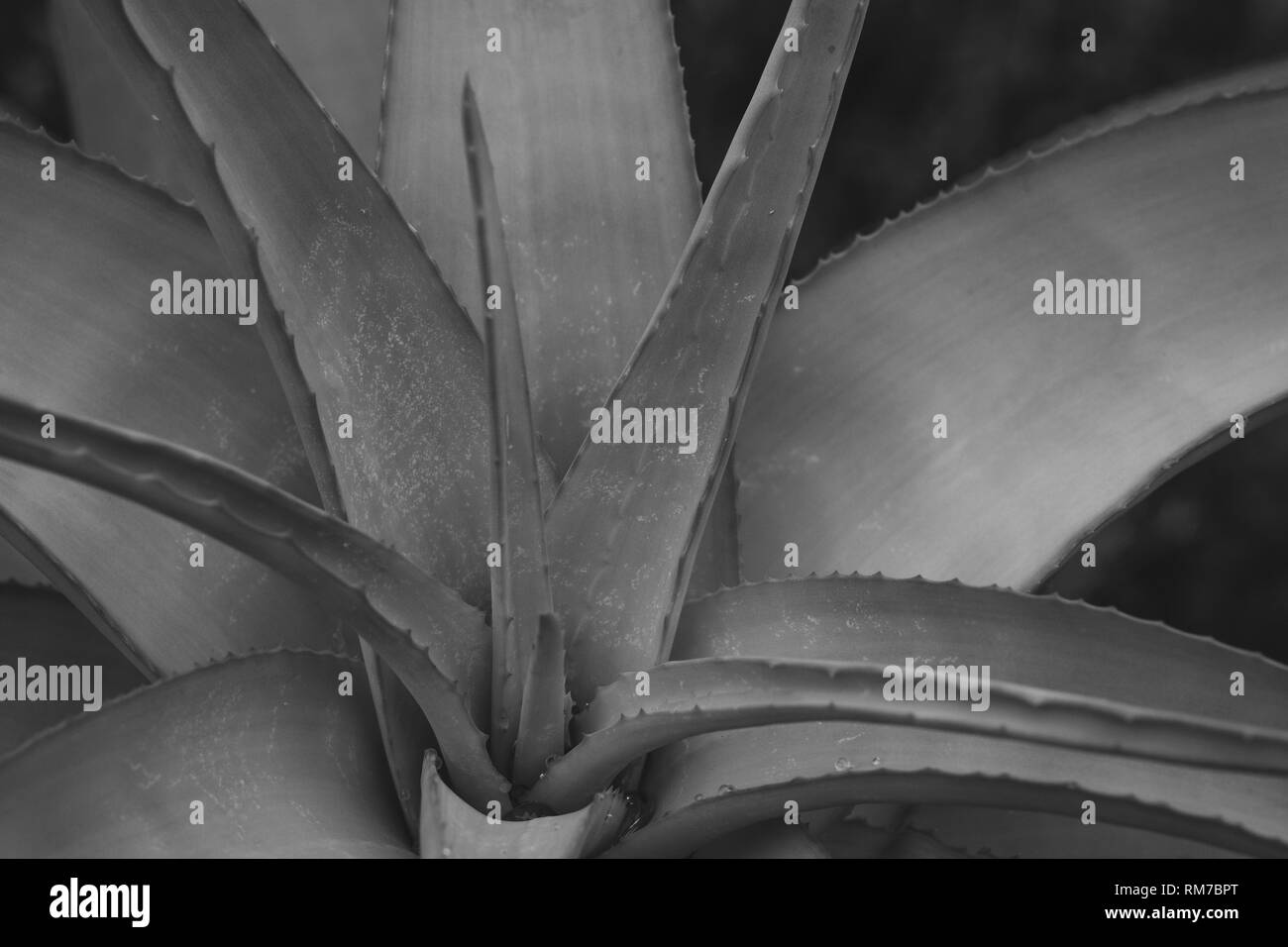Schwarze und weiße Aloe Stockfoto