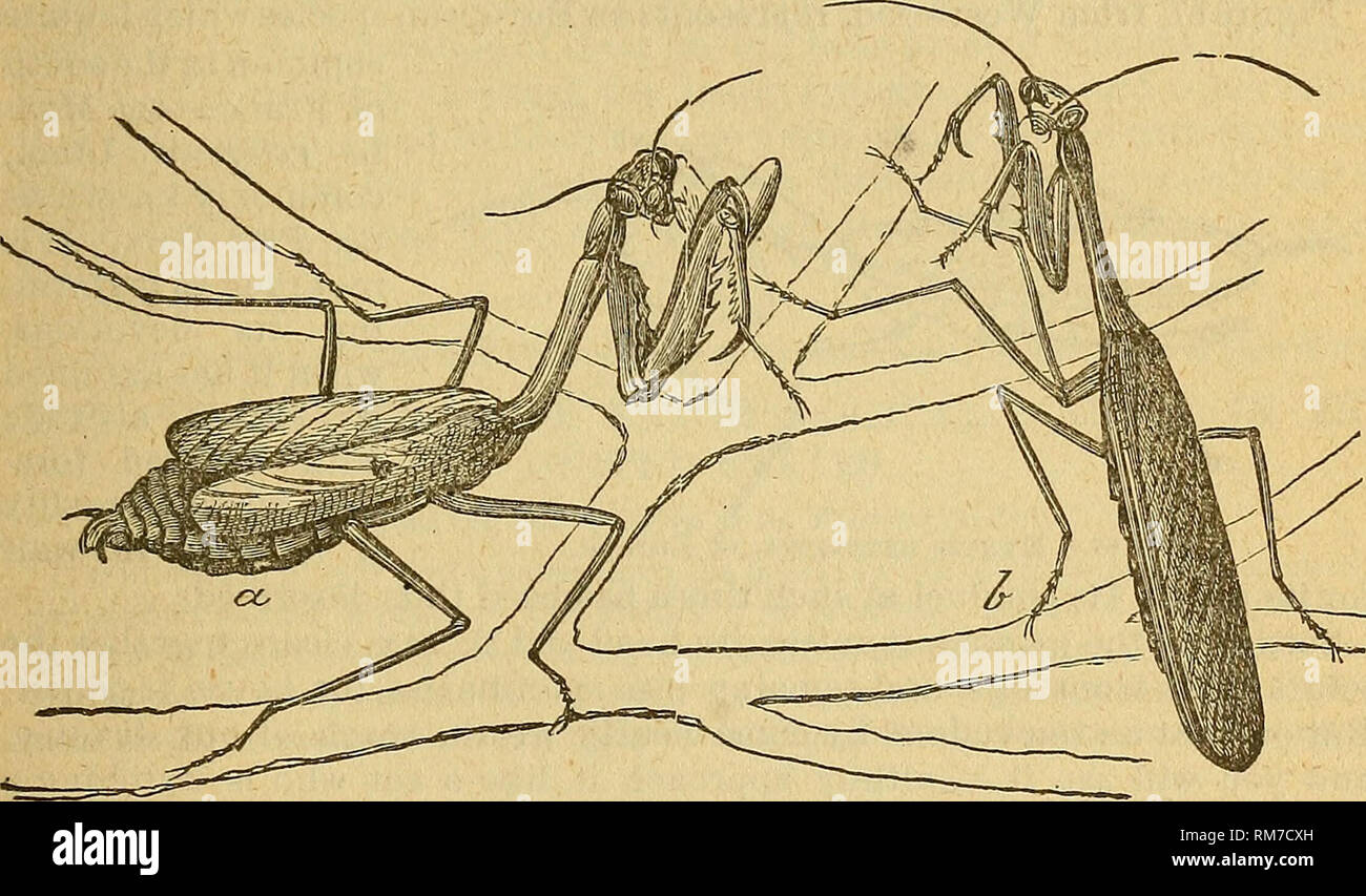 . Jahresbericht des Kuratoriums der Staatlichen Museum für Naturkunde für das Jahr ... Wissenschaft, Museen. Bericht des Staates Entomologen. 281 Motion ist kaum wahrnehmbar, bis er innerhalb geeignet dis angefahren hat, wenn seine leistungsstarke Spezial-zwischensohle Beine sind plötzlich nach vorn geworfen, greifen seine Opfer, die dann sicher zwischen den beiden Spined Gelenke der Beine statt gefaltet auf der anderen, und verschlang beim Kämpfen zu entkommen. Das Essen der Jungen besteht größtenteils aus Anlage - Läuse. Wenn sie jedoch reifer Sie fangen und konsumieren, recht große Insekten. Sie ernähren sich auf eifrig fliegt; sie ein Stockfoto