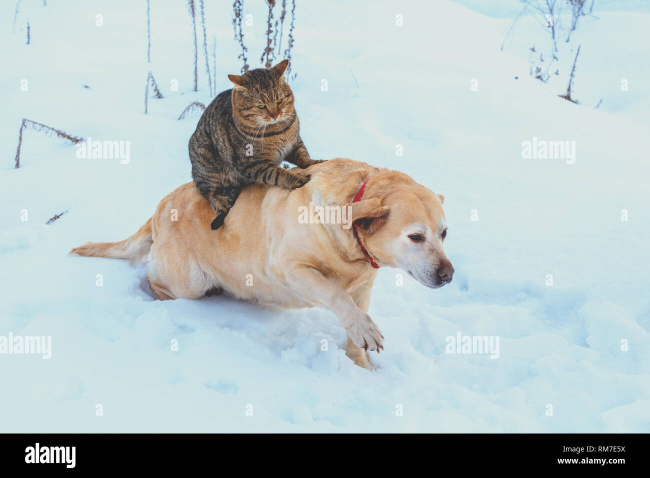 Lustige Katze Und Hund Stockfotos Lustige Katze Und Hund