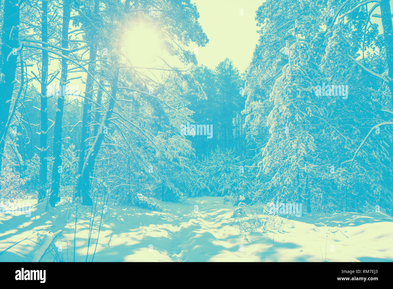 Winter frisch verschneiten Winterwaldes. Natürliche winter Hintergrund. Winter Natur. Kiefer Zweige mit Schnee bedeckt. Blue Vintage Christmas background. Aus Farbe Stockfoto