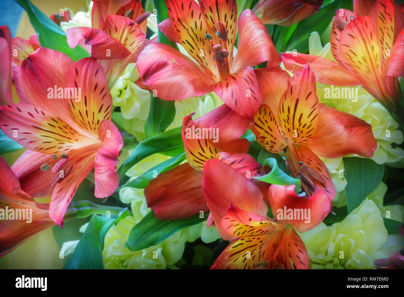 Ein Bouquet von schönen Blumen im Amaryllis und Chrysanthemen. In der Nähe vorgestellt. Stockfoto