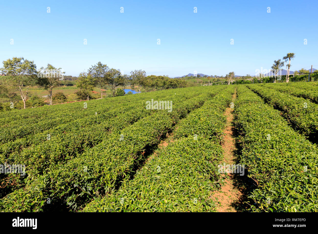 BAO LAM, VIETNAM - 19. FEBRUAR 2018: Tam Chau Tee Plantage mit großen grünen Tee Felder in Bao Lam, Vietnam Stockfoto