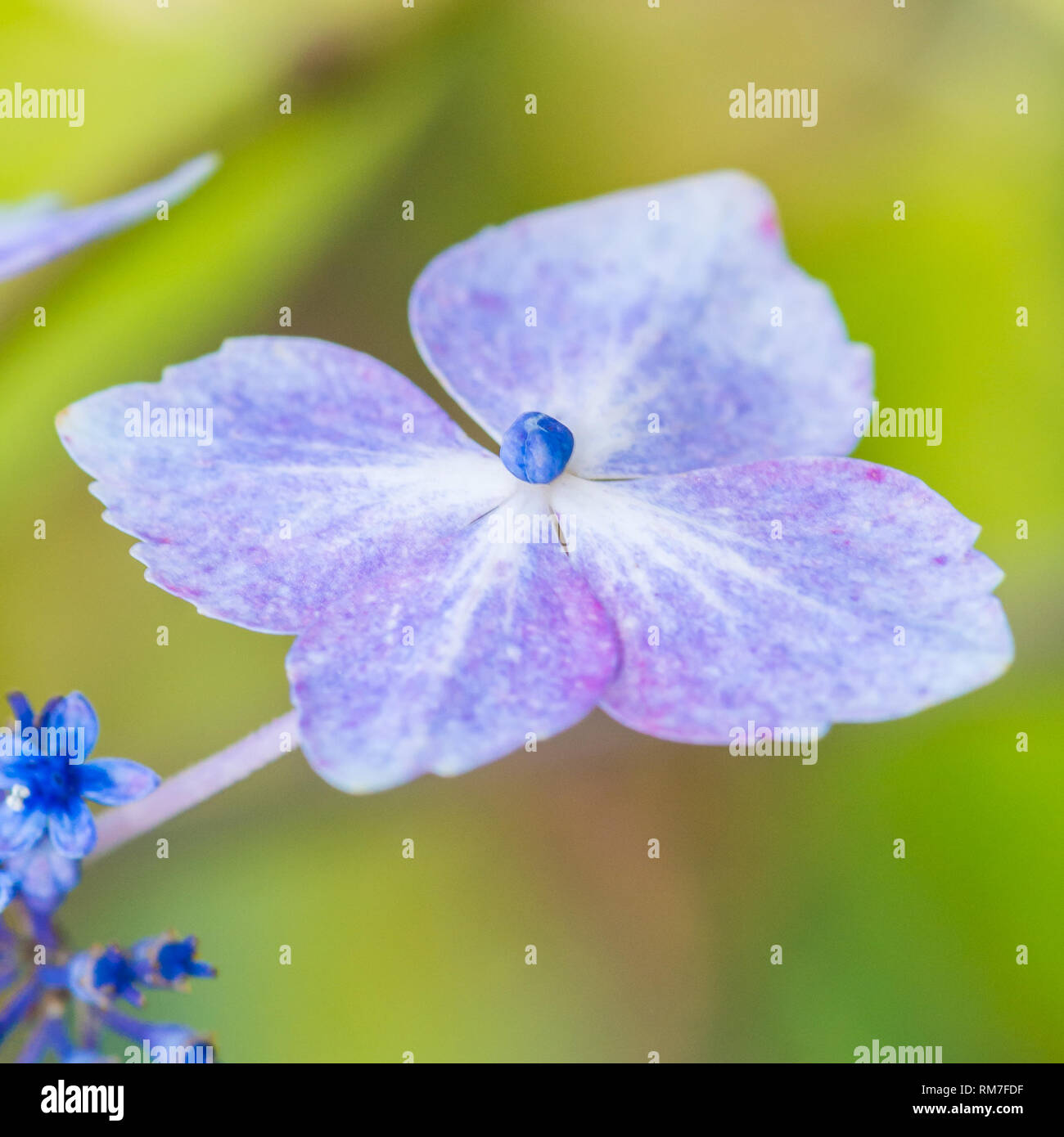 Eine Makroaufnahme eines lacecap Hortensie Bush Deckblatt. Stockfoto