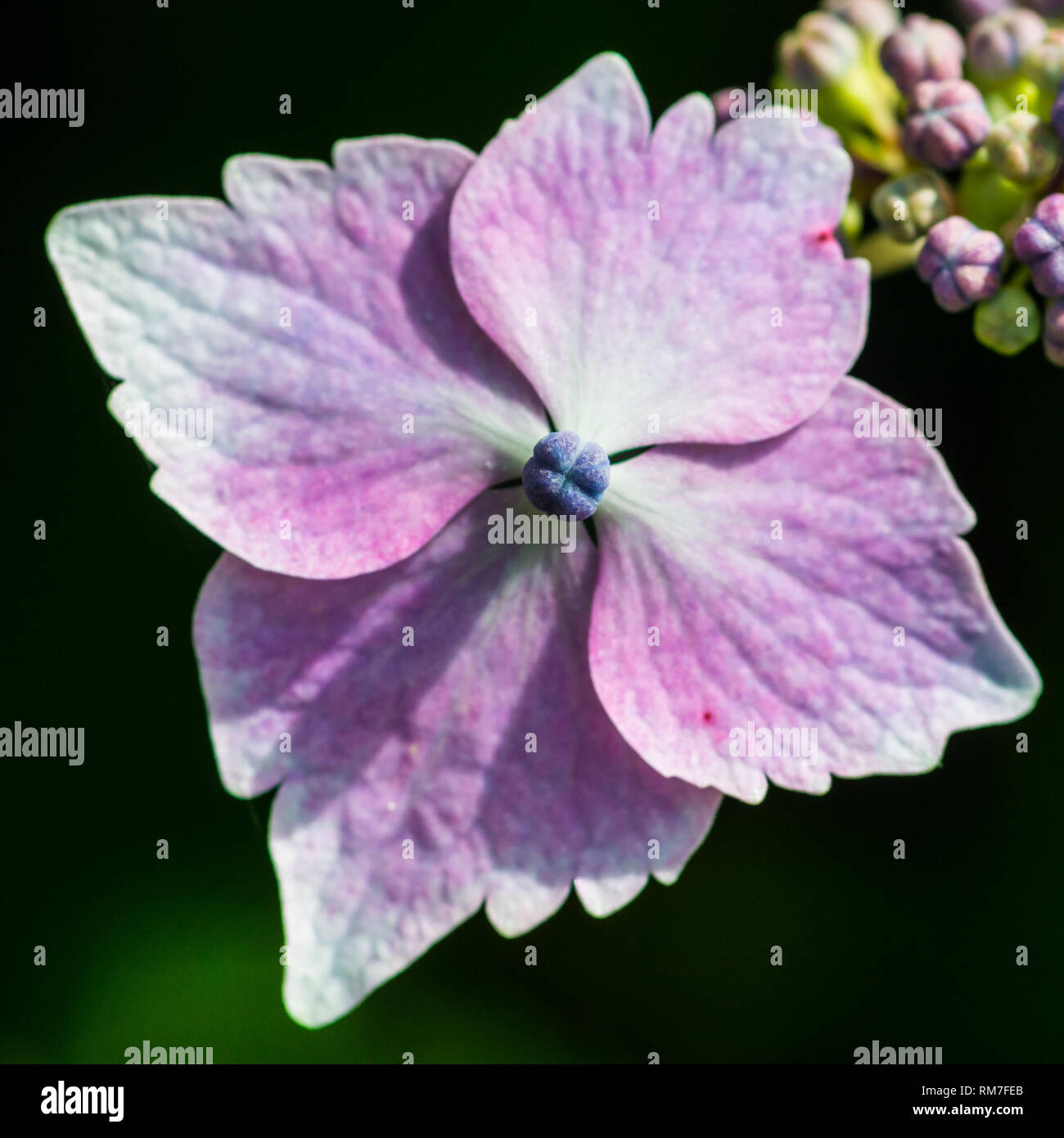 Eine Makroaufnahme eines lacecap Hortensie Deckblatt. Stockfoto