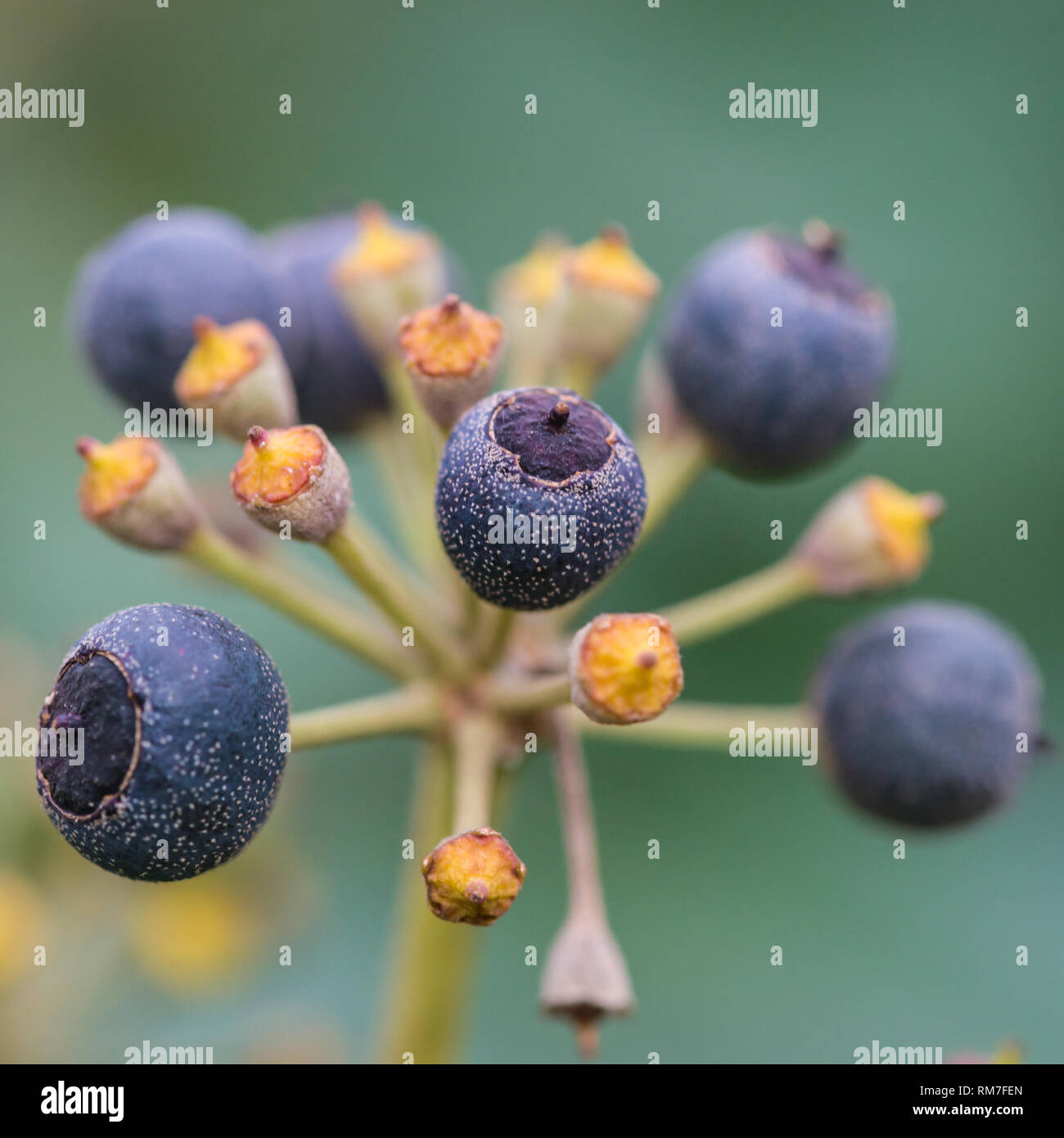 Eine Makroaufnahme von einigen reifenden Beeren auf einem gemeinsamen Ivy Bush. Stockfoto
