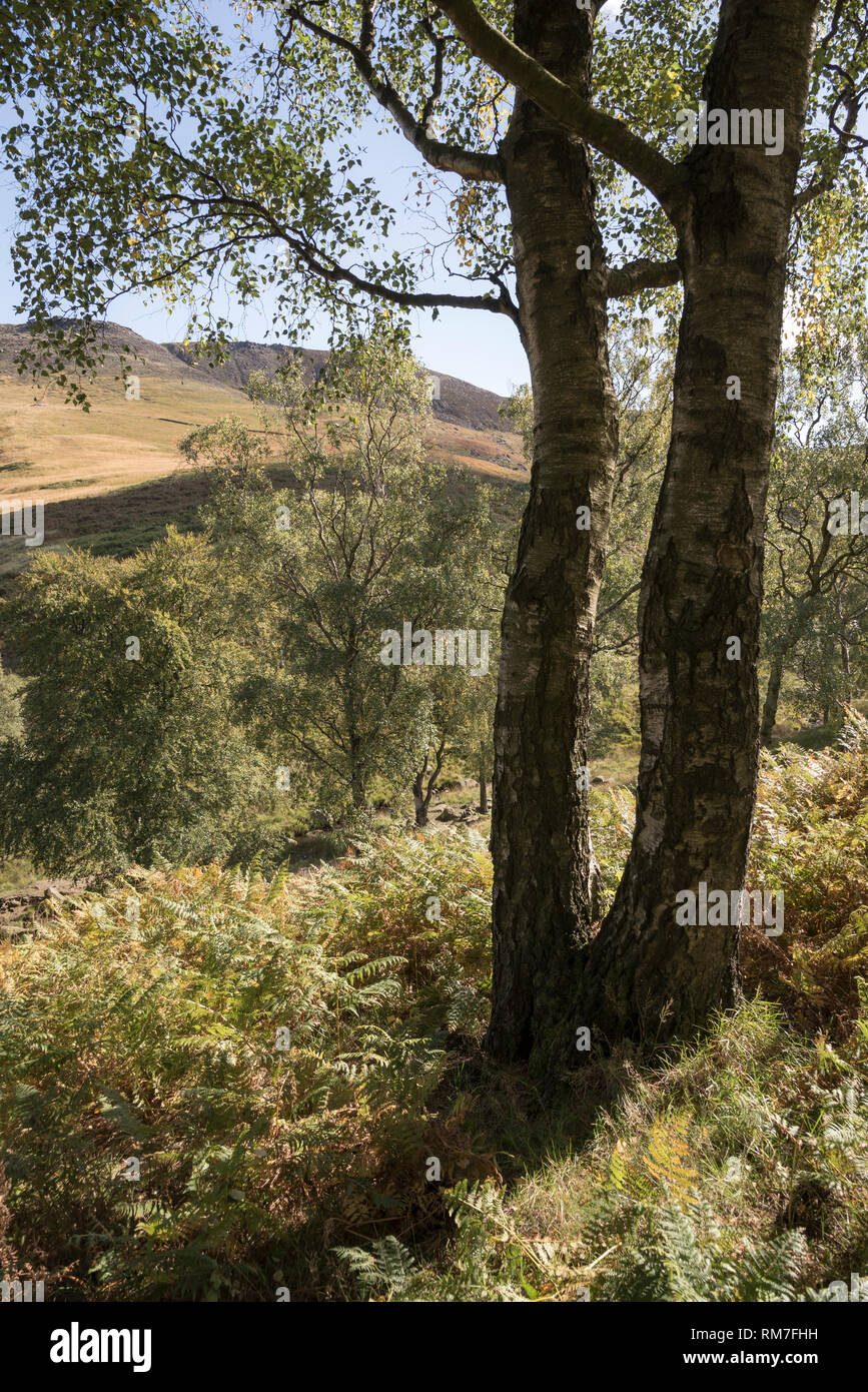 Silver Birch in einem frühen Herbst Landschaft. Taube Stein Reservoir, Greenfield, Greater Manchester, England. Stockfoto