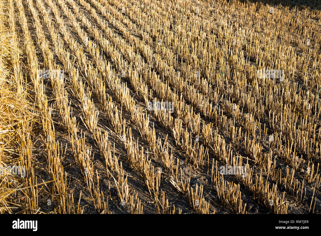 Fragment des zugeschnittenen Weizenfeld von sonnigen Abend Stockfoto