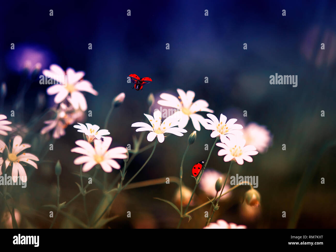 Wunderschönen natürlichen Hintergrund mit kleinen roten Marienkäfer fliegt und kriecht auf die zarten Blüten im Frühjahr flieder Abend Stockfoto