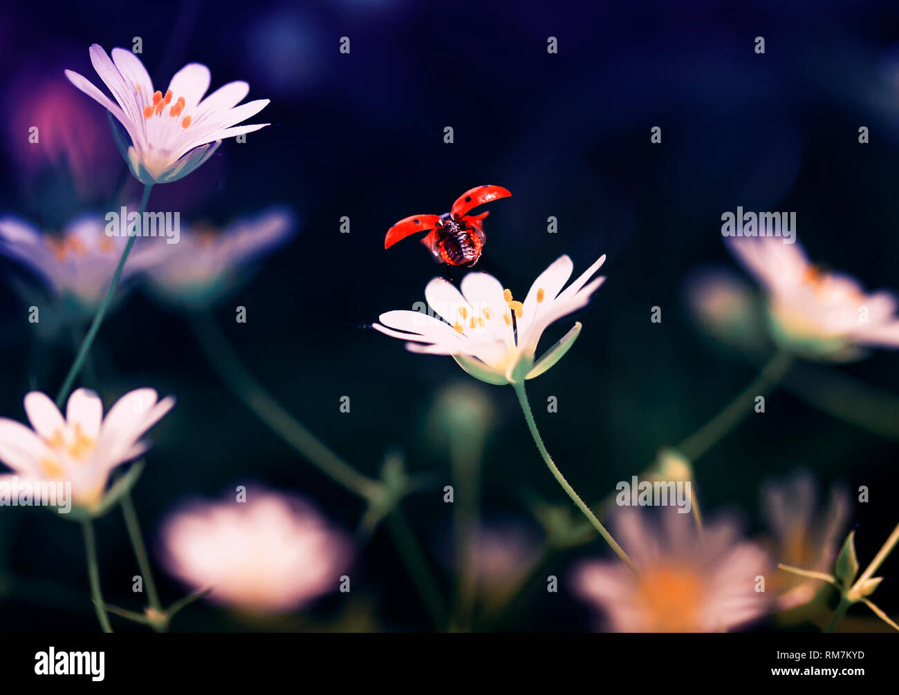 Schönen natürlichen Hintergrund mit kleinen roten Marienkäfer, die mit zarten weißen Blume Frühling helle Abend Stockfoto