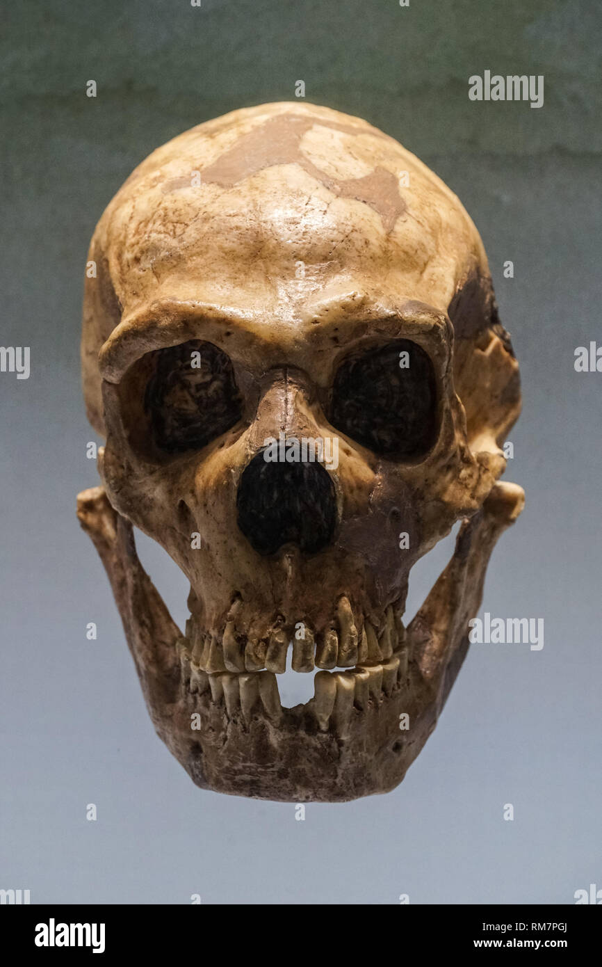 Der Schädel des Homo neanderthalensis im Naturhistorischen Museum in Wien, Österreich Stockfoto