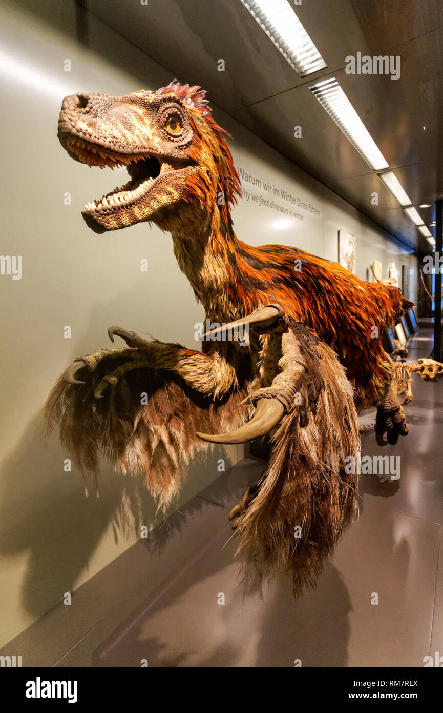 Rekonstruktion des gefiederten Dinosauriers Deinonychus im Naturhistorischen Museum Wien, Österreich Stockfoto