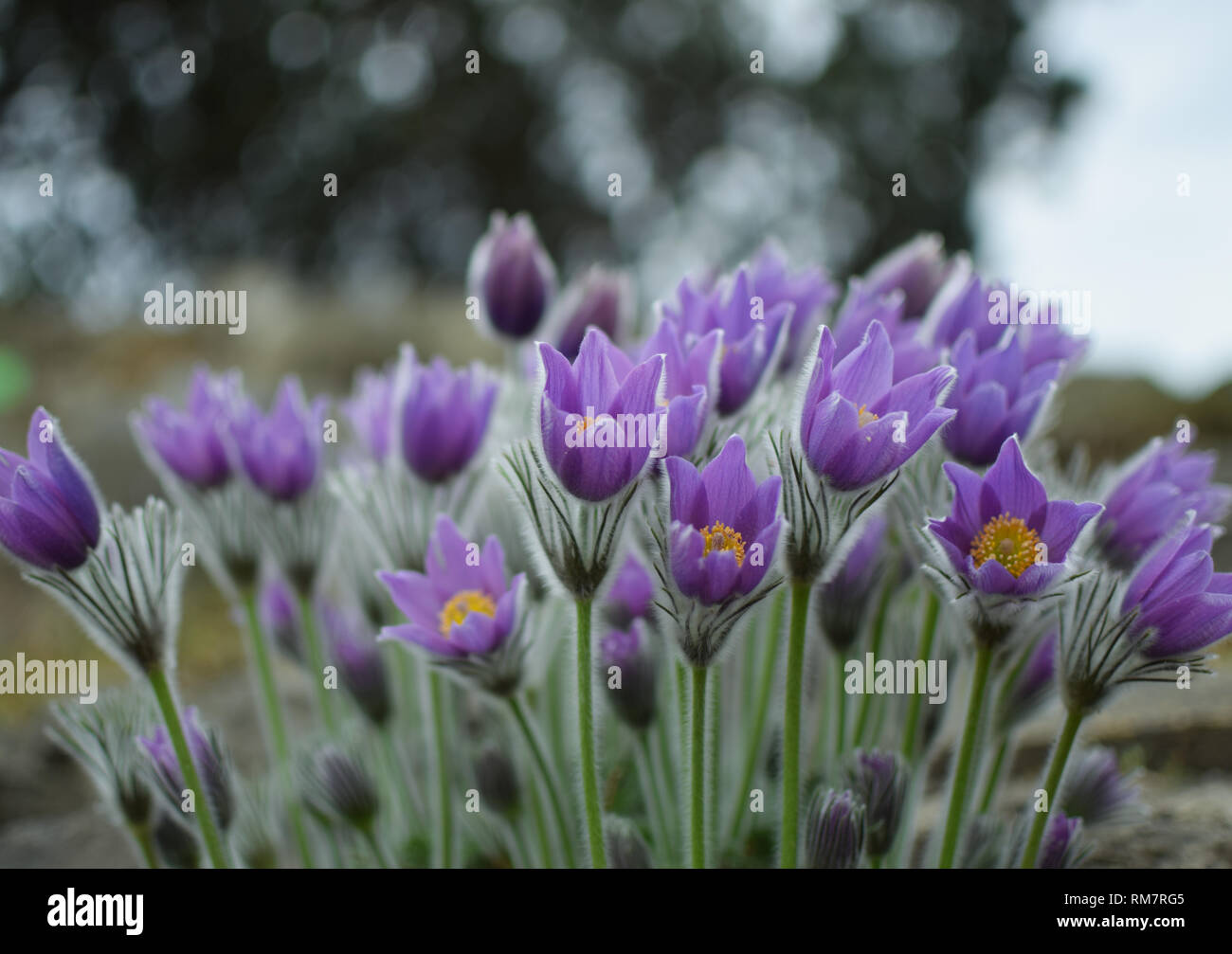 "Pulsatilla patens" - Prairie Crocus. Violetten Blüten Nahaufnahme. Stockfoto