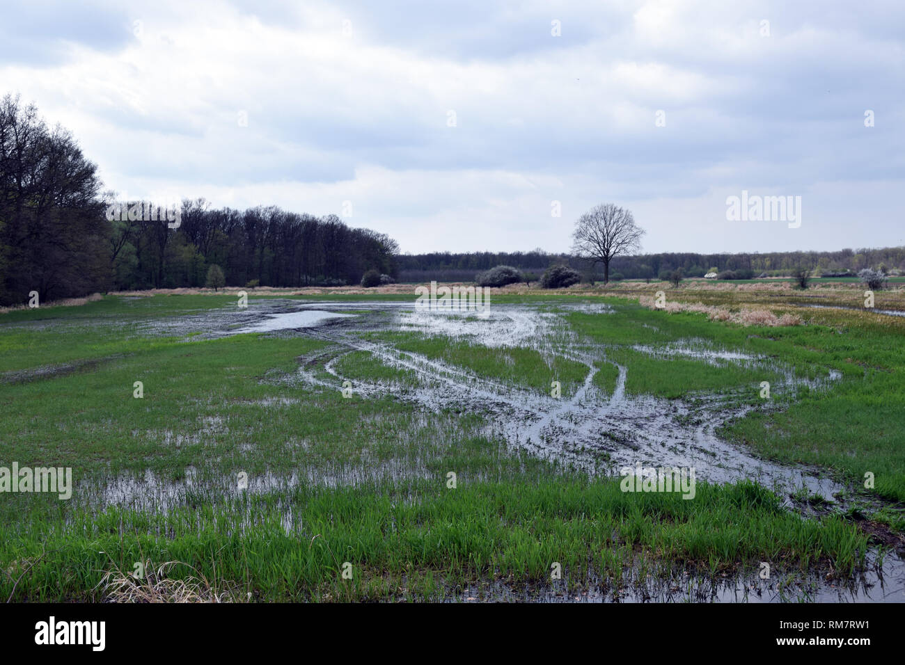 Überschwemmte Feld auf 'Grady odrzanskie' - Odra River in der Nähe von Breslau. Natur Schutzgebiete "Natura 2000". Dolnoslaskie, Polen. Stockfoto
