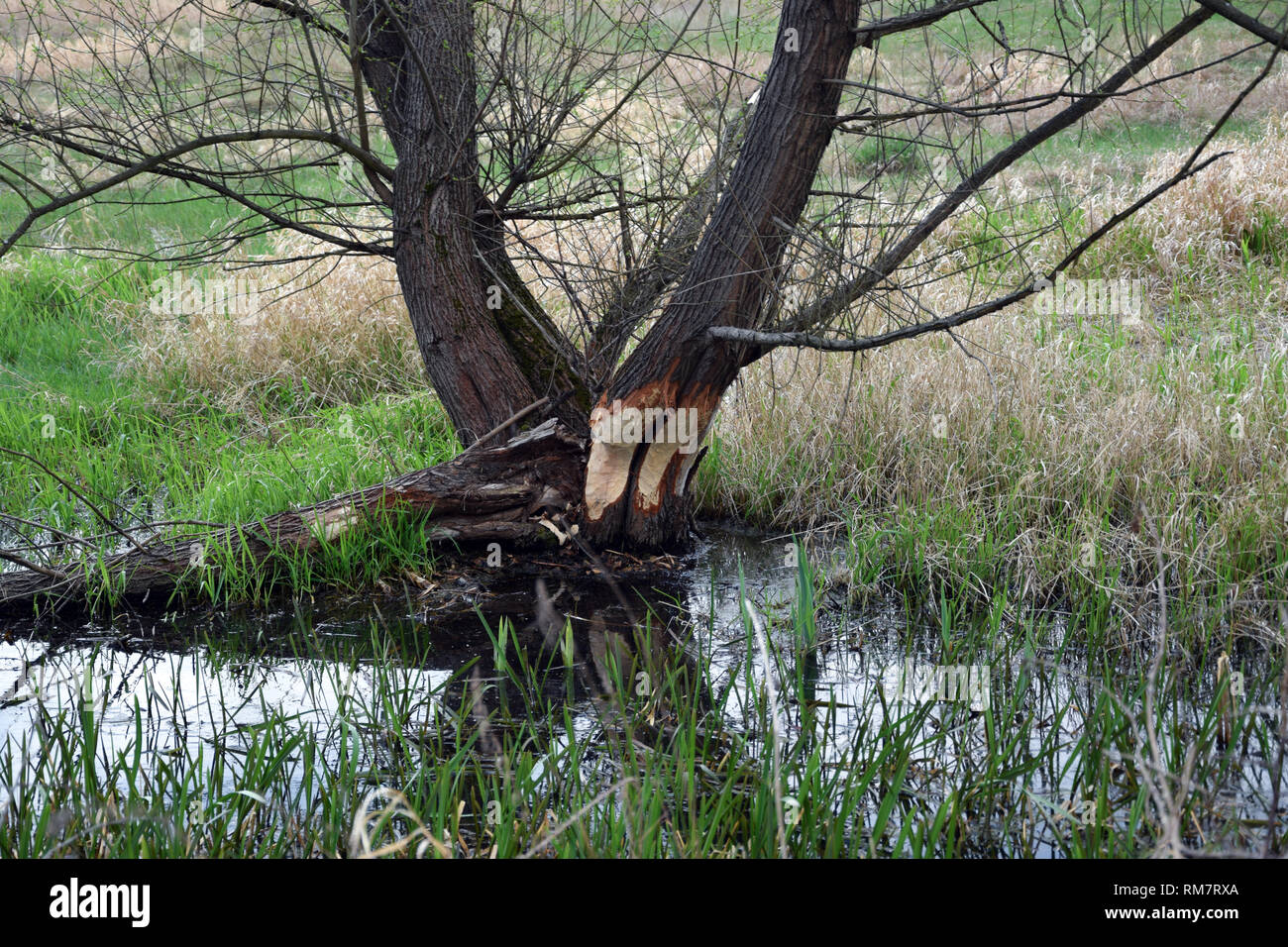 Bäume zerbissen durch Biber, Grady odrzanskie' - Odra River in der Nähe von Breslau. Natur Schutzgebiete "Natura 2000". Dolnoslaskie, Polen. Stockfoto