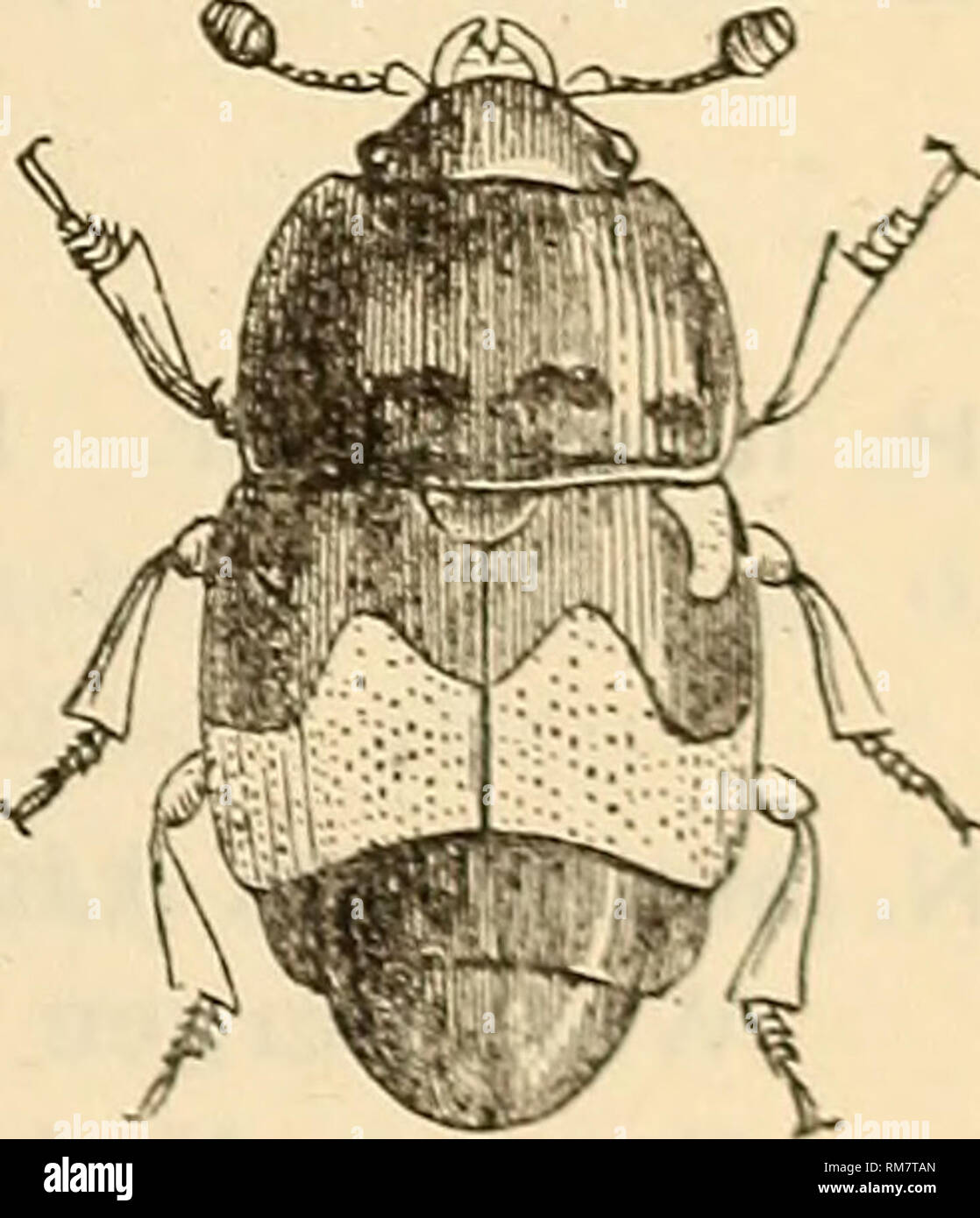 . Jahresbericht einschließlich eines Berichts der Insekten von New Jersey, 1909. Die INSEKTEN VON NEW JERSEY. 271 A. exiguus Er. (Coll). ACRITUS Lee. Newark Dist., g. d., in morschem Holz (BF); Anglesea IV, 11/ELETES Horn. /E.. politus Lee. Hopatcong (Pm); Ft. Lee (Bt); Lahaway V, 28, auf Cranberry Moore (Sm); im Rahmen des verfallenden pflanzliche Sache im Allgemeinen. Familie NITIDULID^. Sap-Käfer in der Regel, obwohl einige in Pilzen und andere in oder auf trockenen tierischen oder pflanzlichen Materie leben. In einer Allgemeinen weise Sie können als Radikalfänger eingestuft werden, und haben die kurze, chunky antennal Club üblich, solche Arten. Die meisten sind mehr Stockfoto