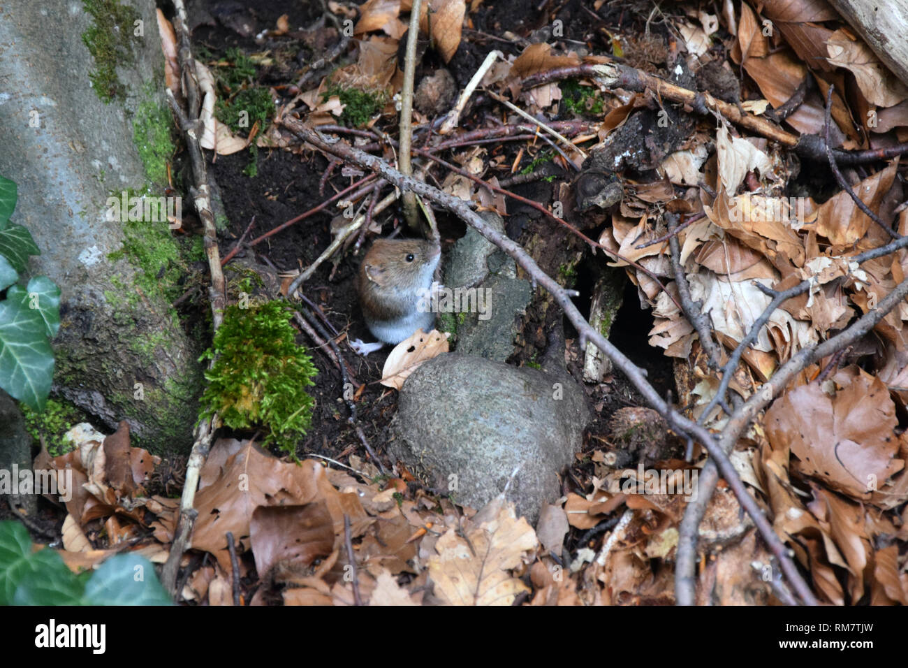 Maus im Wald Wurf. Stockfoto