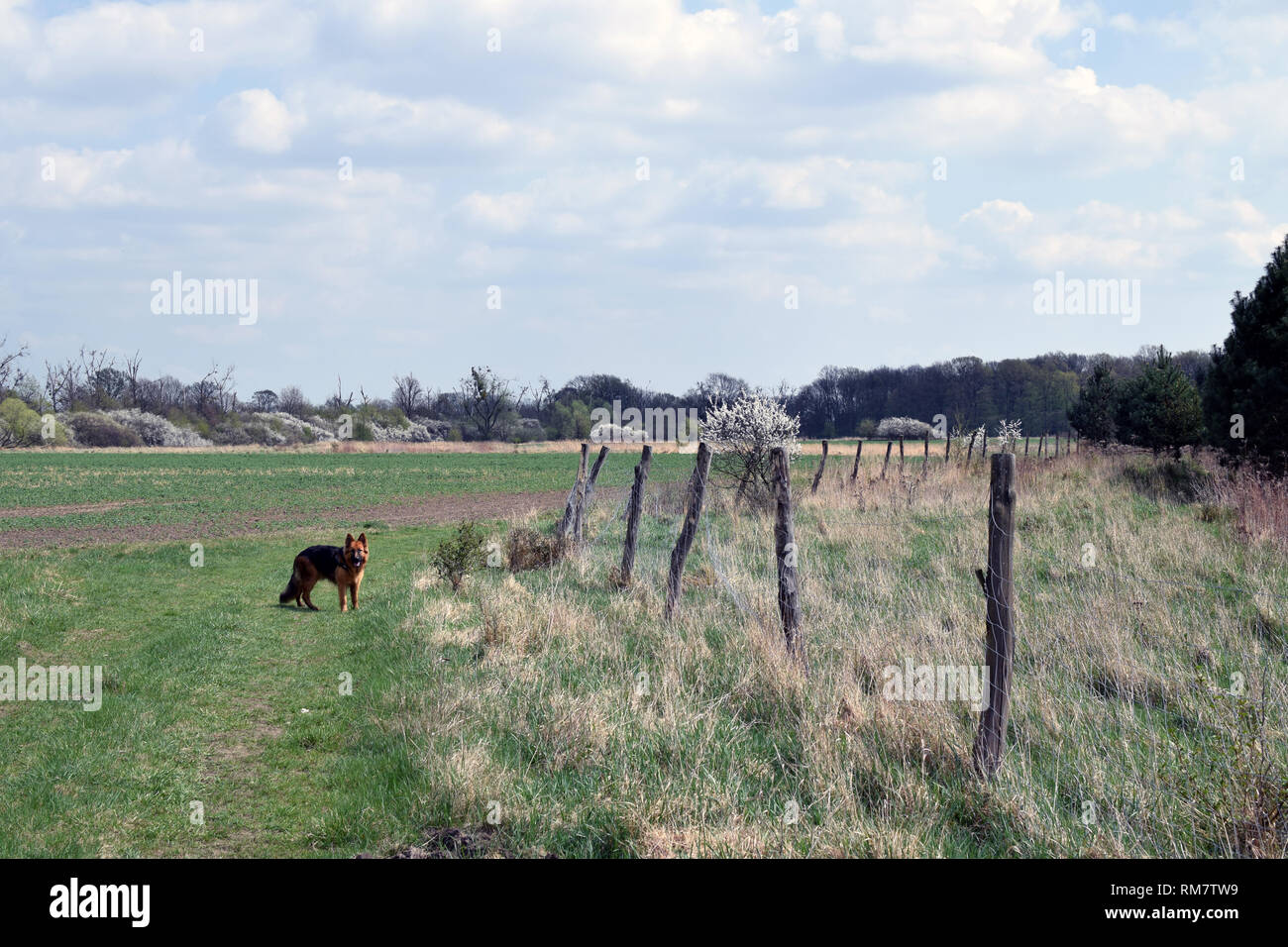 Junge 'Alte Deutsche Schäferhund" (Langhaarigen) Hund, laufen auf der Wiese. Hund im Portrait. Stockfoto