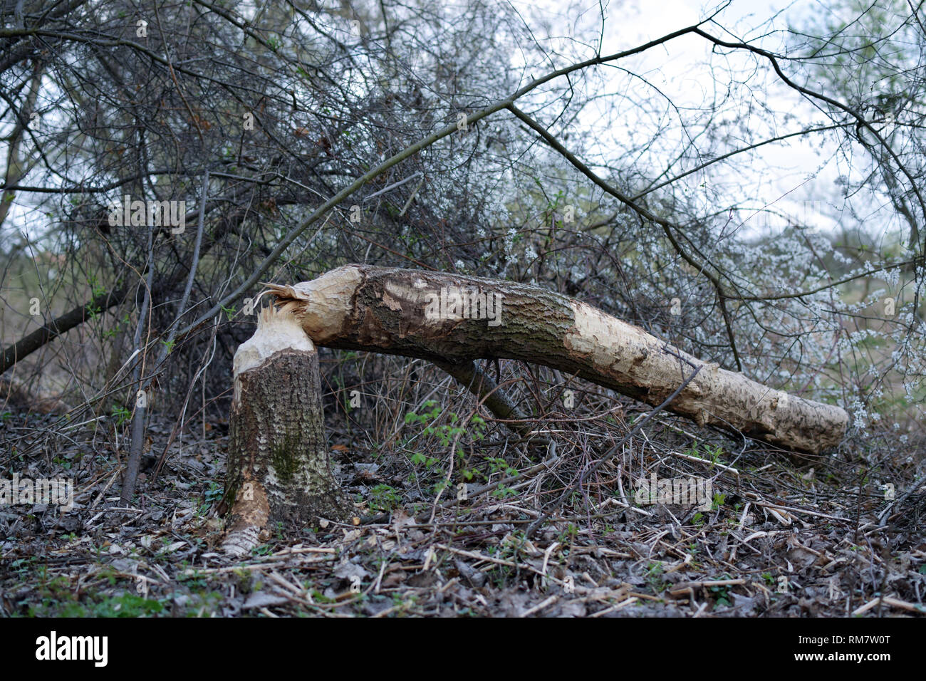 Bäume von Biber gefallen. Bäume trunk Zerbissen von Castor. Polen Stockfoto
