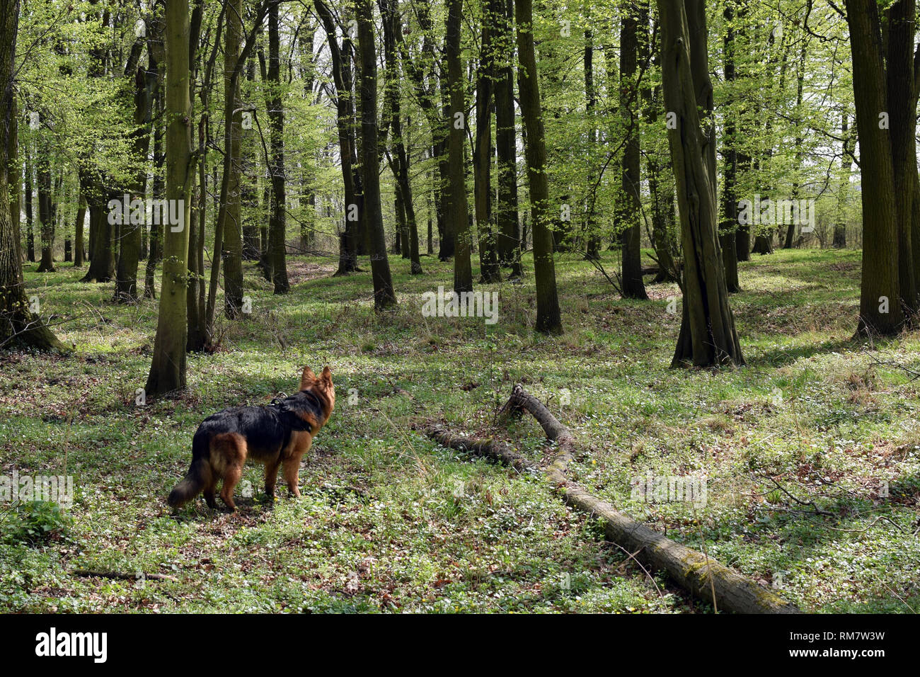 Junge 'Alte Deutsche Schäferhund" (Langhaarigen) Hund, steht wenn Wald zwischen Bäumen. Hund im Portrait. Stockfoto