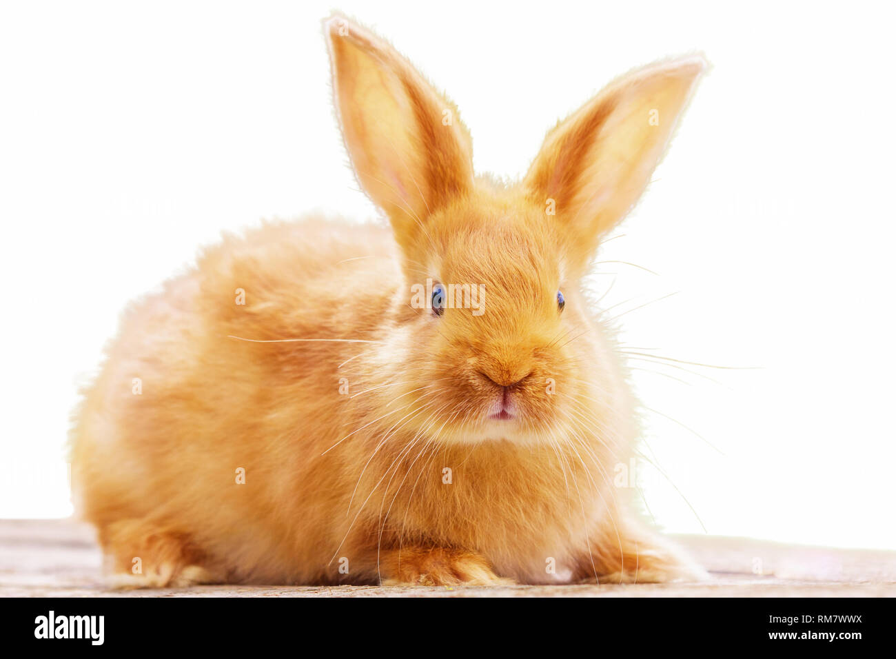 Schöne rote Kaninchen auf weißem Hintergrund isoliert Stockfotografie