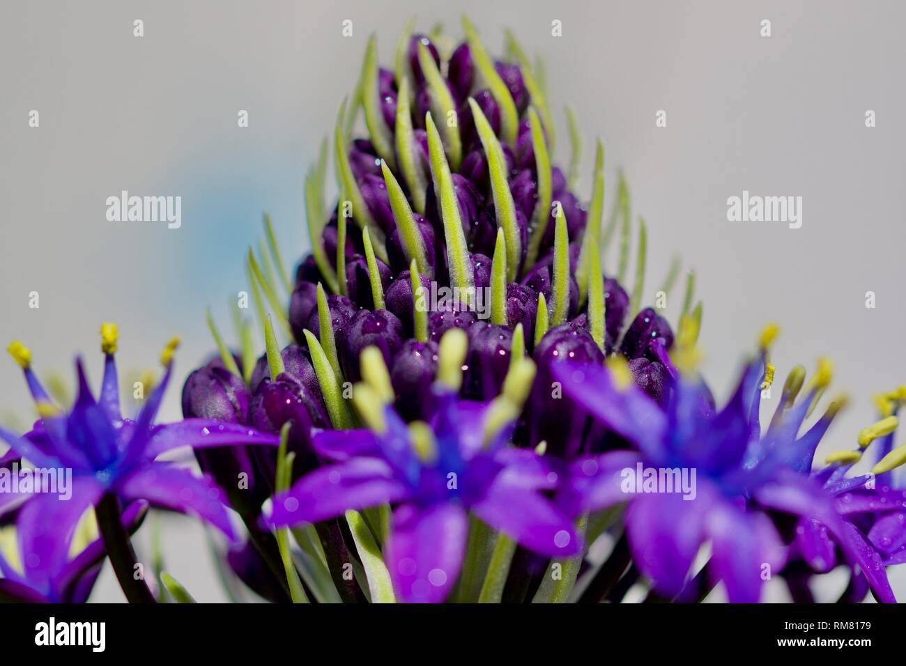 Scilla rubro" Karibische Juwelen Saphir Blau' Stockfoto