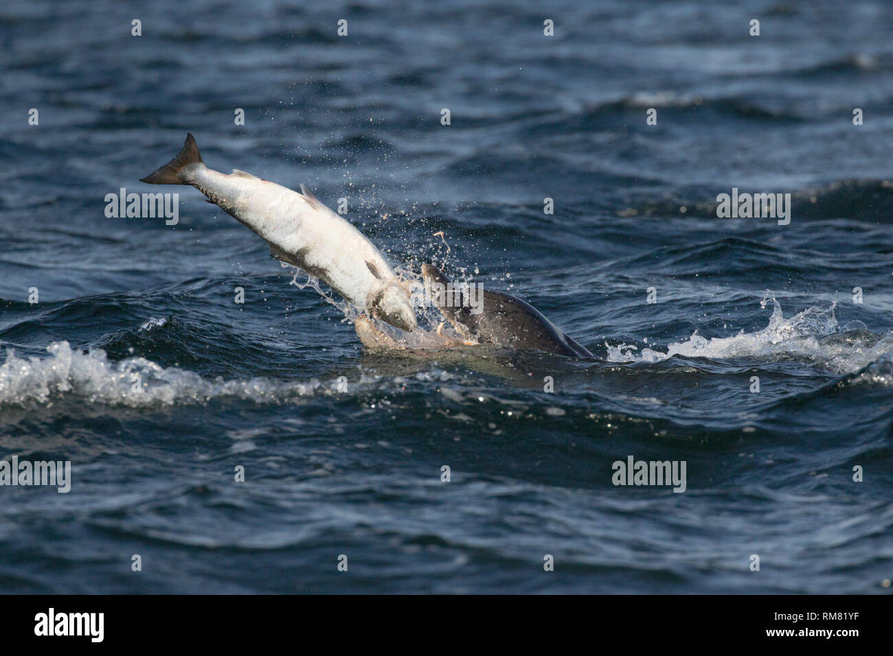 Großer Tümmler (Tursiops truncatus) Essen ein Lachs in den Moray Firth, Chanonry Point, Schottland, Großbritannien Stockfoto