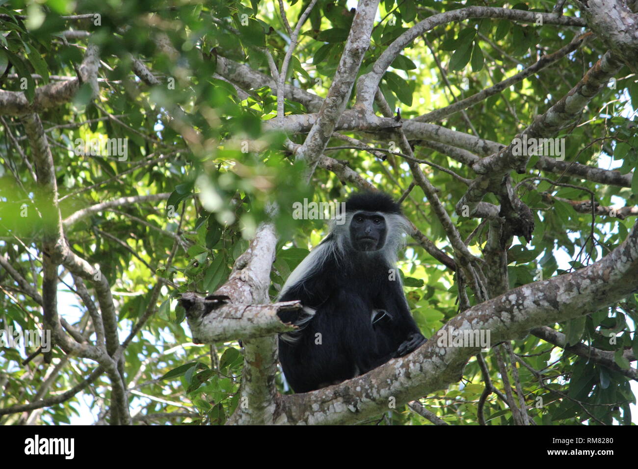 Schwarz-weißen Guerezas (Colobus angolensis palliatus) im Küstenwald von Kaya Kinondo, Kenia Stockfoto