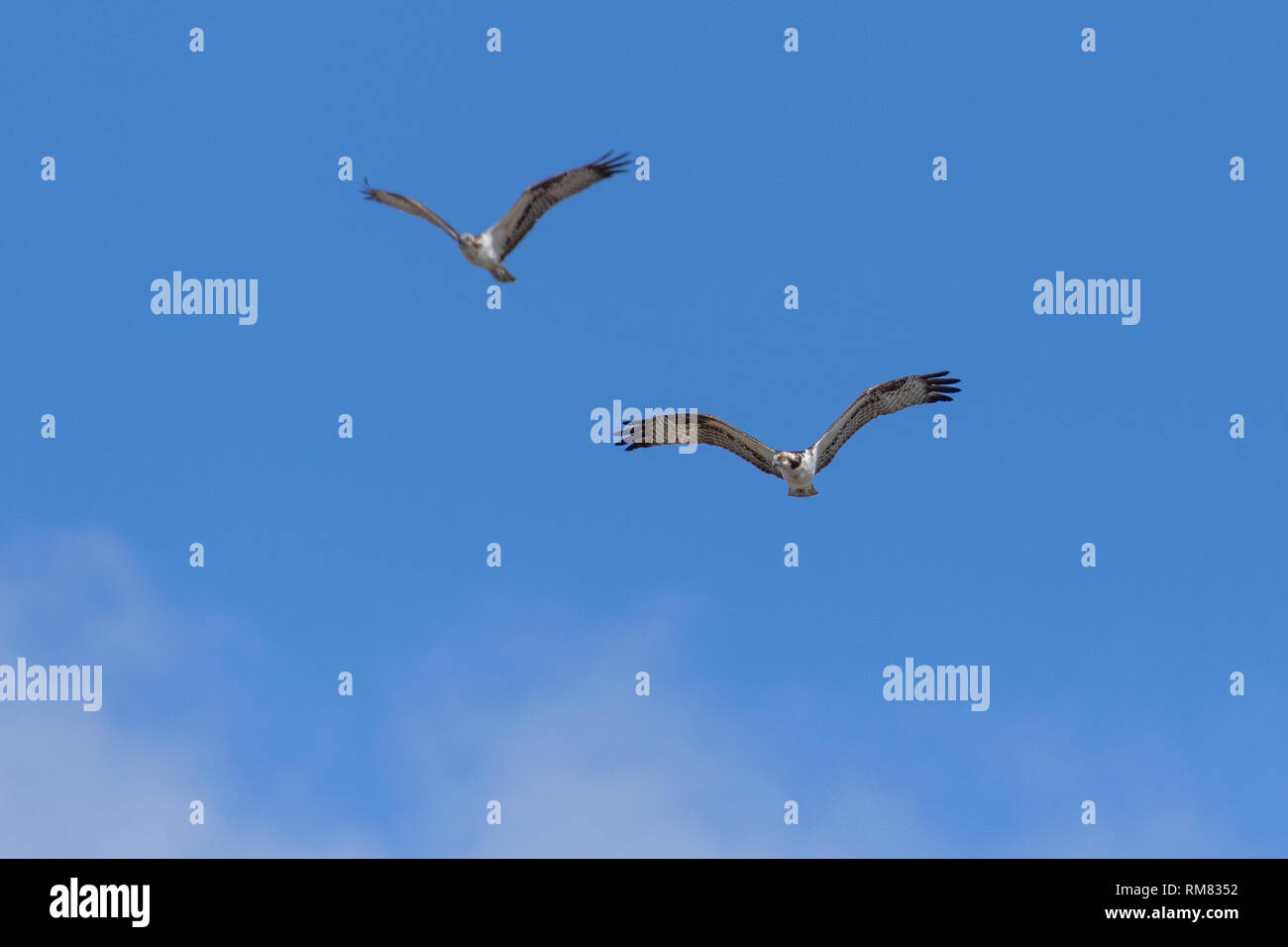 Männliche und weibliche Osprey im Flug nach Essen suchen Stockfoto