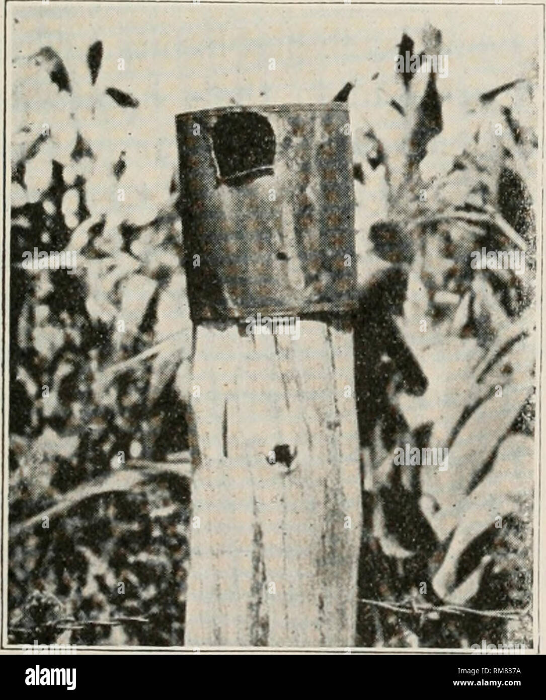 Jahresbericht Der Missouri State Board Der Landwirtschaft