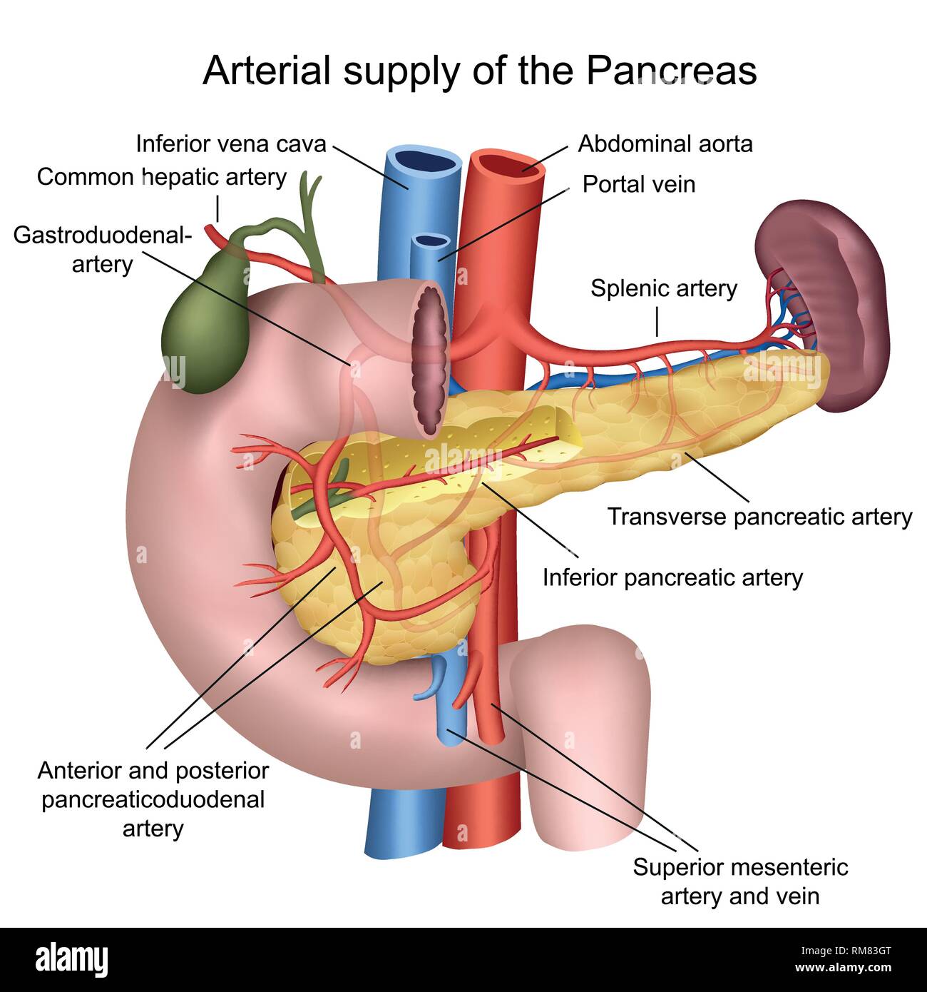 Die blutversorgung der Bauchspeicheldrüse 3d medical Vector Illustration auf weißem Hintergrund Stock Vektor