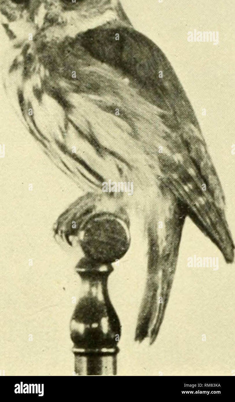 . Jahresbericht - New York Zoological Society. Zoologie. 11. JAHRESBERICHT. 191> y:? Iif. Eisenhaltige PIGMY EULE. Gruppe XI - PYGMY EULEN, Glaucidiuiii. Diese Gruppe von kleinen Eulen ist uns unbekannt im Osten, obwohl, wie eine Gattung, ist es weit verbreitet, in Europa und in einer Reihe von Arten, die in Asien, Afrika, und Südamerika. Der Sperlingskauz, Glaucidium gnoma Wagl., bewohnt die Bergwelt der Rocky Mountains von British Columbia südlich in Mexiko, während eine dunklere Unterart lebt in den feuchten Coast Region. Neben einer Form bewohnen die Untere Kalifornien, gibt es einen südlichen Arten Stockfoto