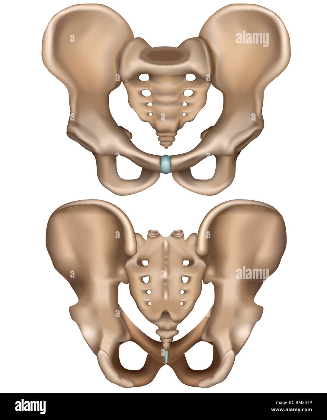 Orthopädie Skelett vom Hüftgelenk / Leiste mit Sehnen Rückansicht von  Hinten Photos