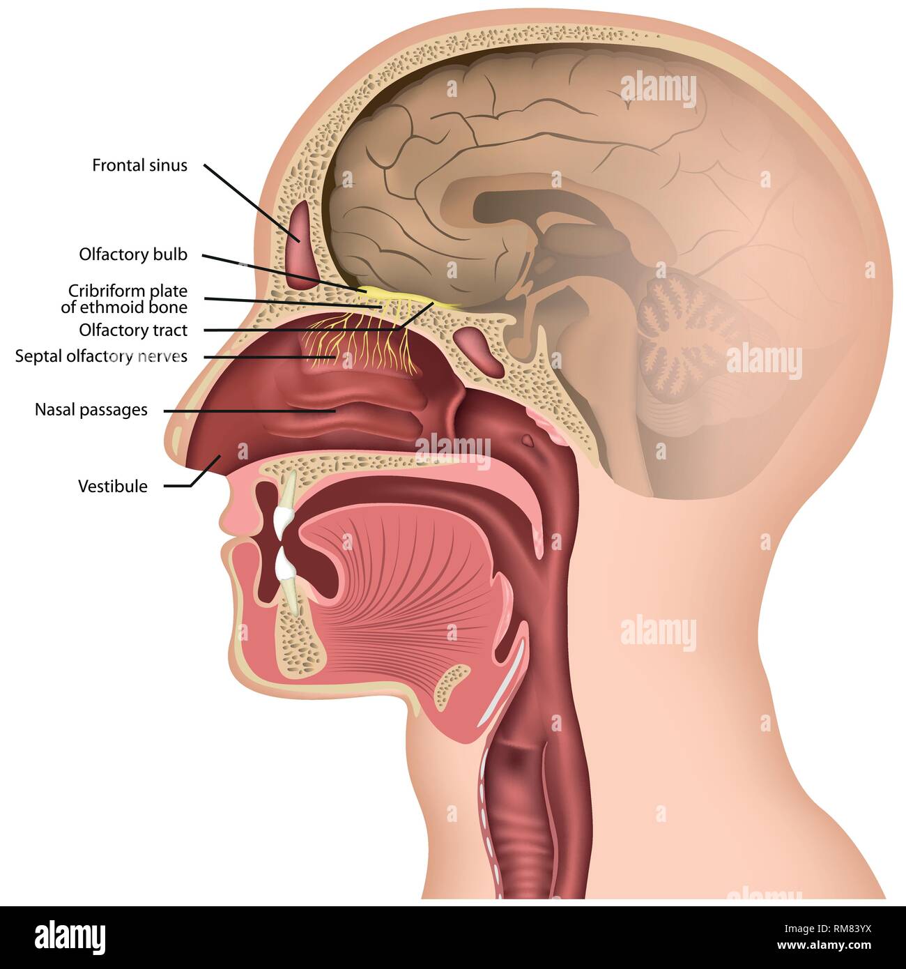Olfaktorischen Nerv medizinische Vektor illustraton auf weißem Hintergrund Stock Vektor